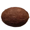 caribbean_nut