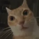 strodigy