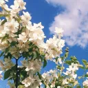 magnolia3811