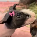 lano.exe