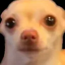tapiocafox