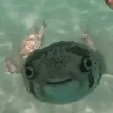 feegaffe