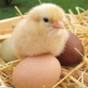 cryptochick