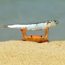 hummmer