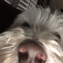 barks_#2142's avatar