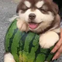 cenji