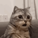 pedrini2416#5801's avatar