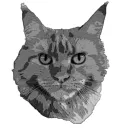 coon07675