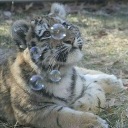 avatar shunar