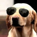 master_dogue