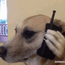 master_dogue
