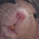 Schkout Schniper