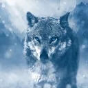 wolf24h