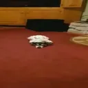 destroyer399