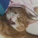 _limpi_