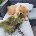 ratfluffer