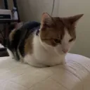 isakjigglewhip