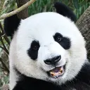 Happy Panda's Avatar