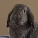 stefanynf