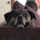 brucewayner