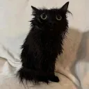 blknova