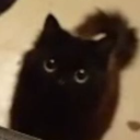 avatar ݁₊ ⊹ 𝐒𝗍α𝗋! ᯓ★ •