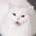 patbre