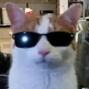 cattoyuki
