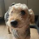 lavradoodle.