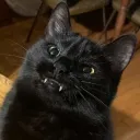 masusulechat