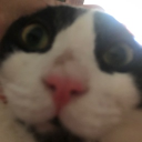 avatar meowmeow