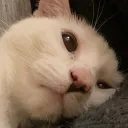 devivt