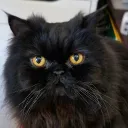 basil_0