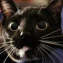 sapphire_ocelot
