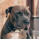 bakerboydayo