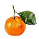 avatar tangerine