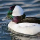 mr.duck5721 avatar