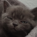 avatar 𝕂𝕚𝕥𝕤𝕦