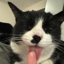 lotussoup
