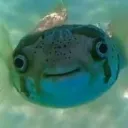 iiberzerkii