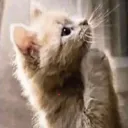 tolafola