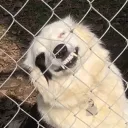 puppycodes