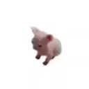 pfp