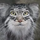 manul_ameno