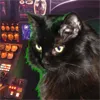 rocketcat11