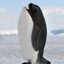 Pengawin