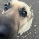 avatar Pikaware crack user