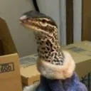 _mr_squid