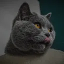 olifka