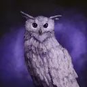 _cpnight